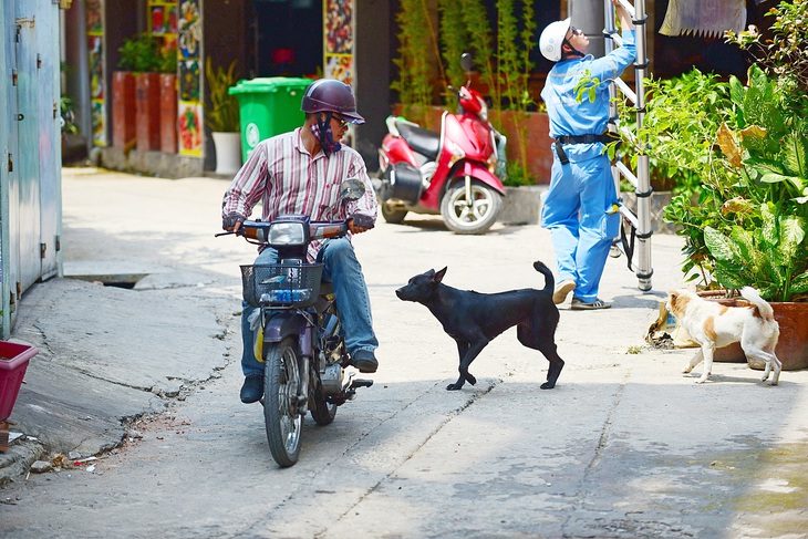 Chó thả rông đuổi theo người đi đường tại quận Bình Thạnh, TP.HCM - Ảnh: QUANG ĐỊNH